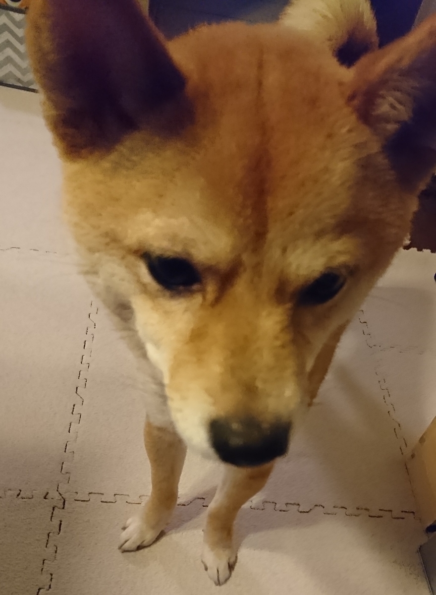 f:id:hanatara:20190331151713j:plain
