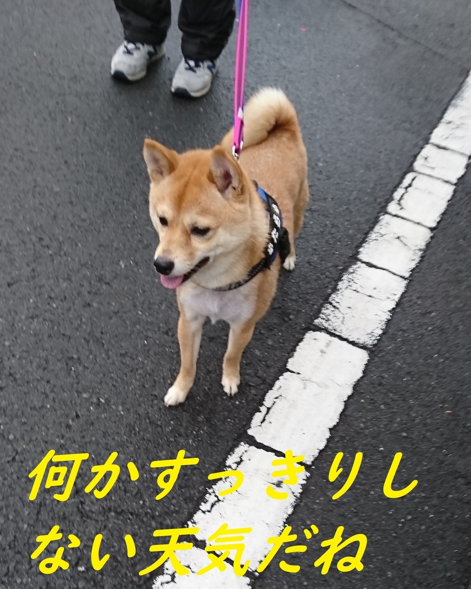 f:id:hanatara:20190331152647j:plain
