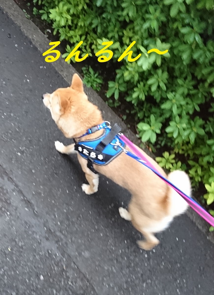 f:id:hanatara:20190331152856j:plain