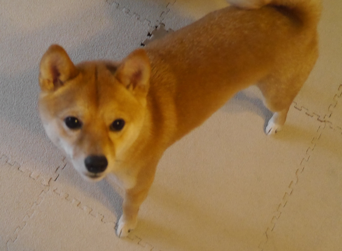f:id:hanatara:20190331155758j:plain