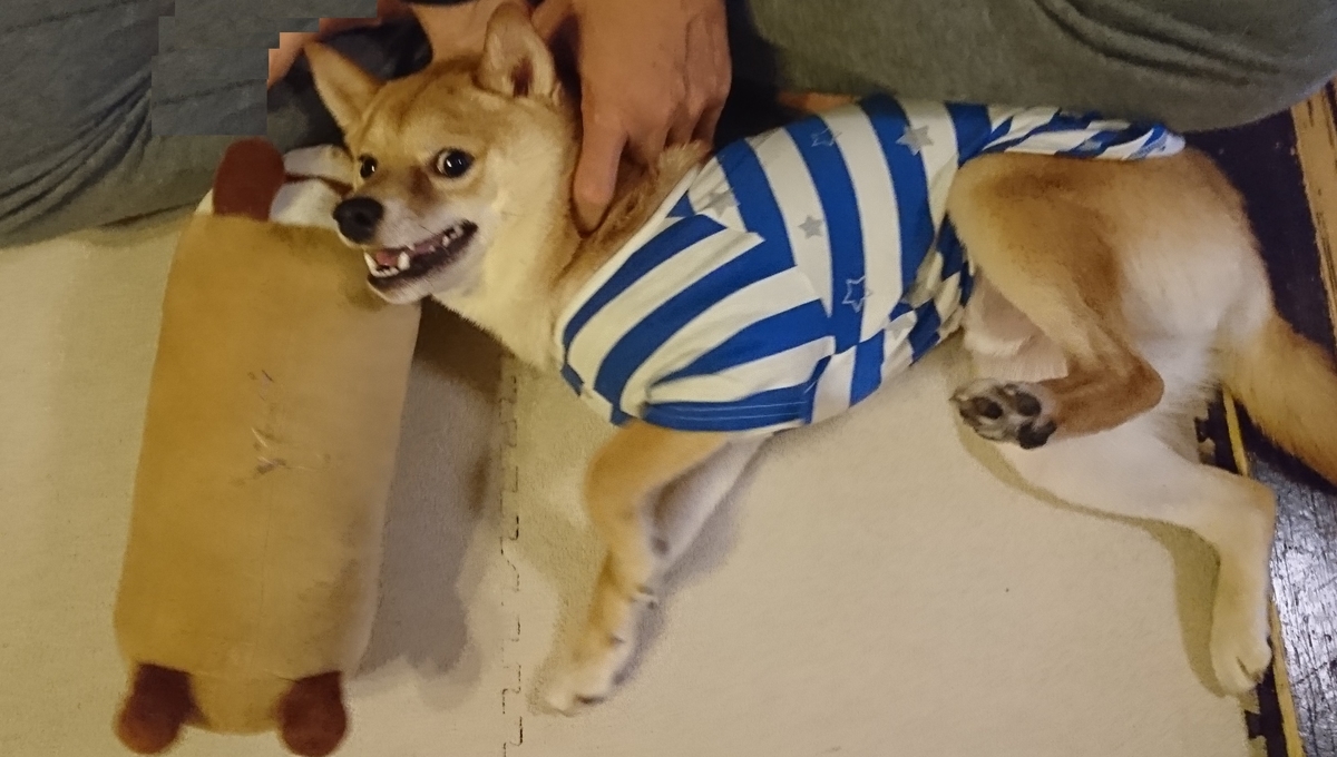 f:id:hanatara:20190405212042j:plain