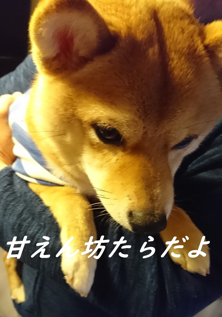 f:id:hanatara:20190405212203j:plain