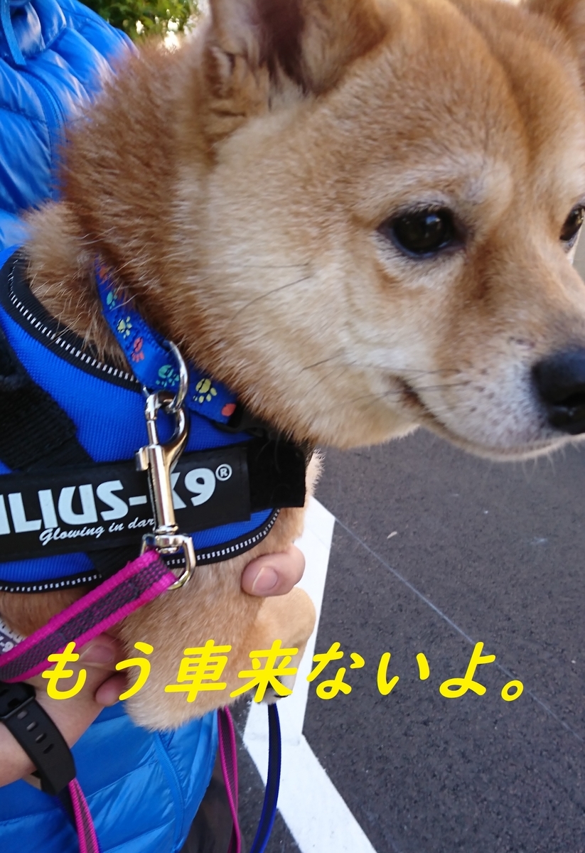 f:id:hanatara:20190406134402j:plain f:id:hanatara:20190406134402j:plain