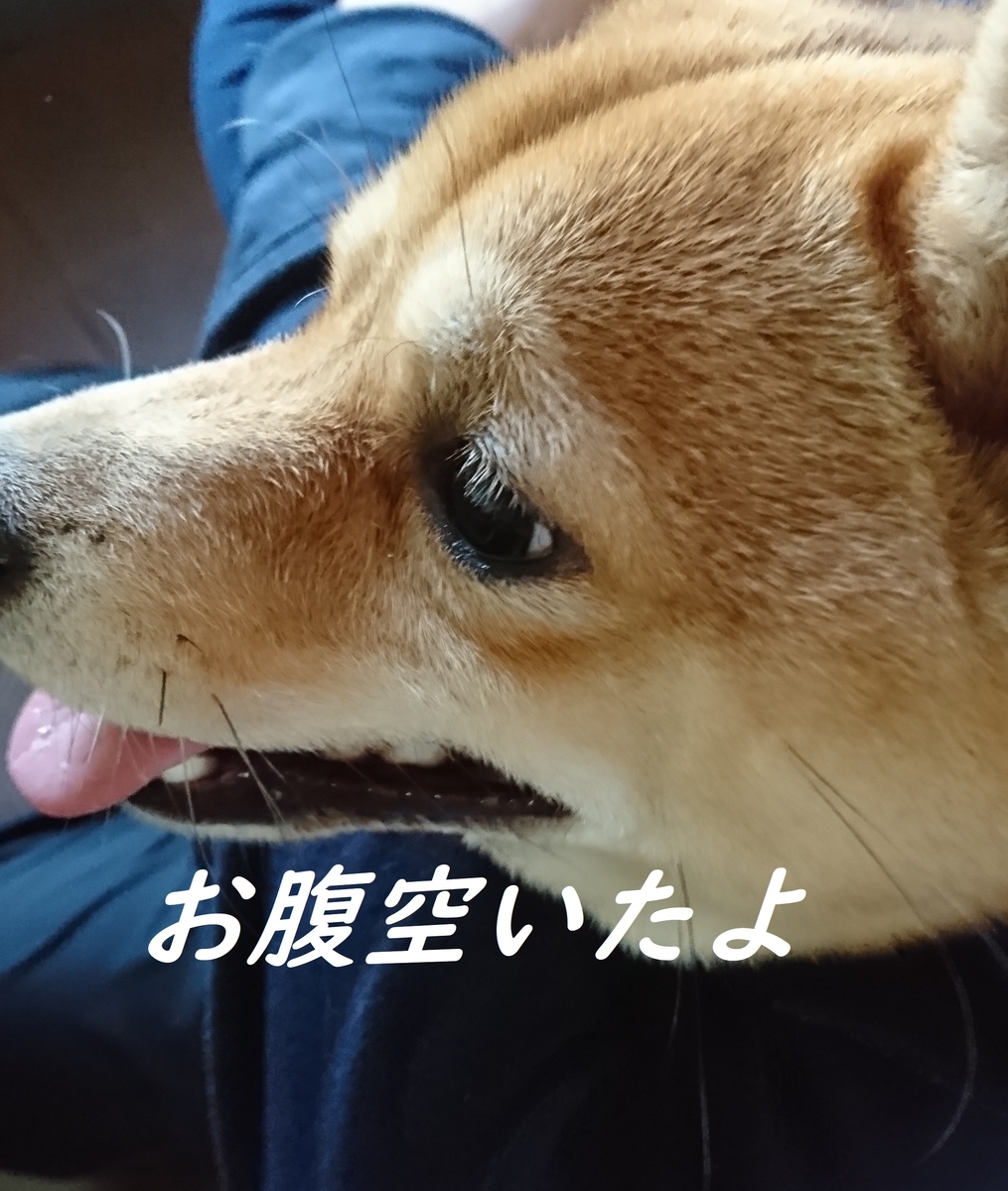 f:id:hanatara:20190406134748j:plain f:id:hanatara:20190406134748j:plain