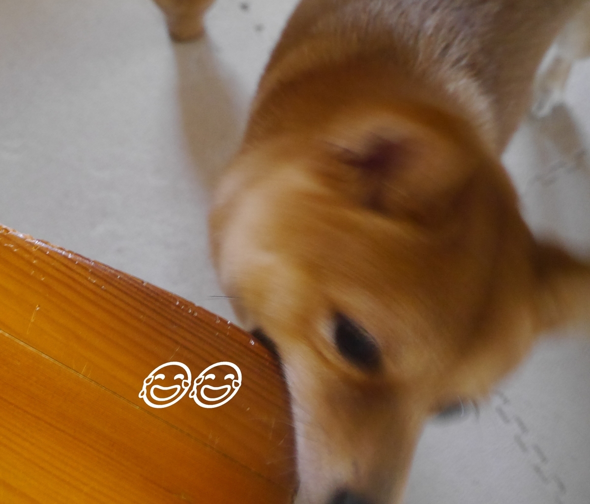 f:id:hanatara:20190406135422j:plain