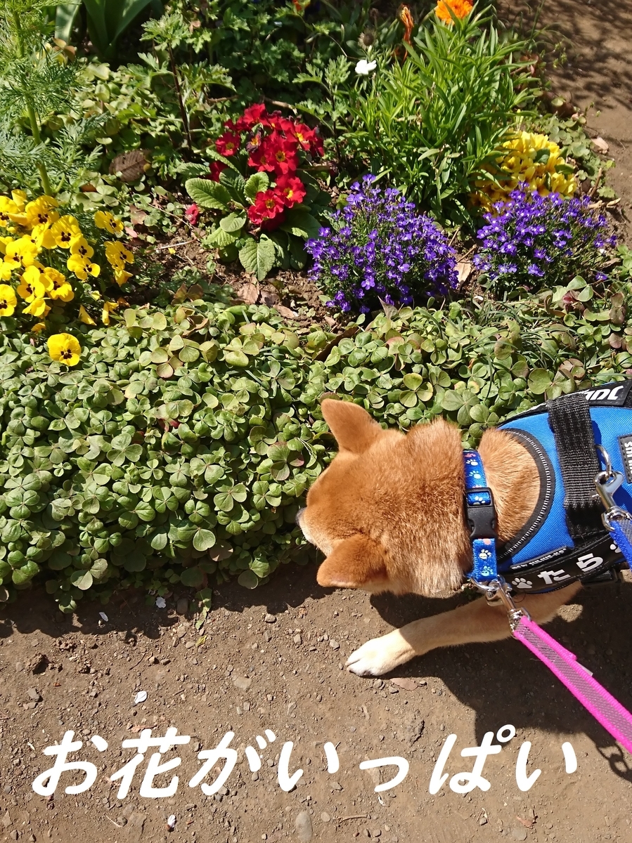 f:id:hanatara:20190406143832j:plain