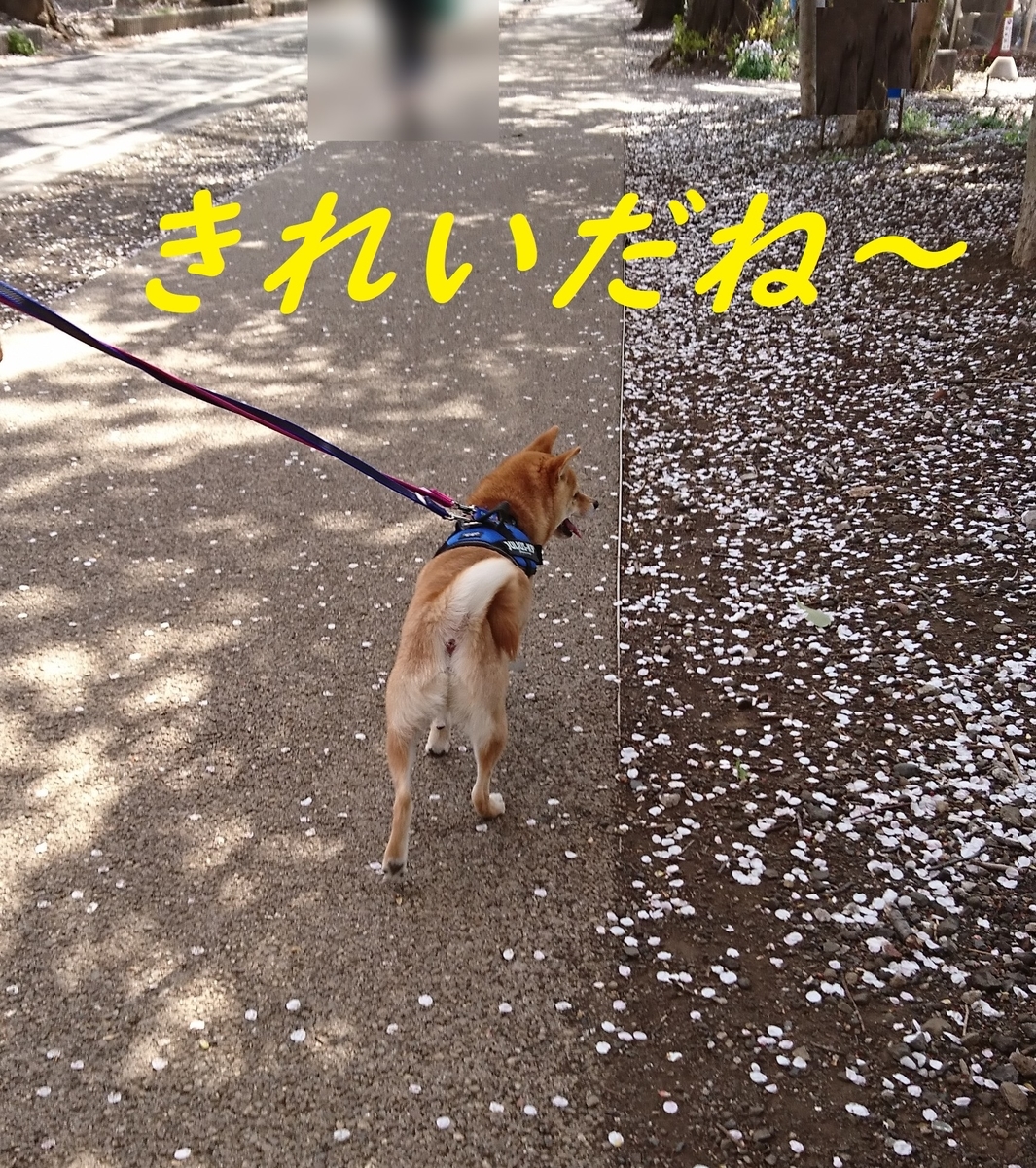 f:id:hanatara:20190406144303j:plain