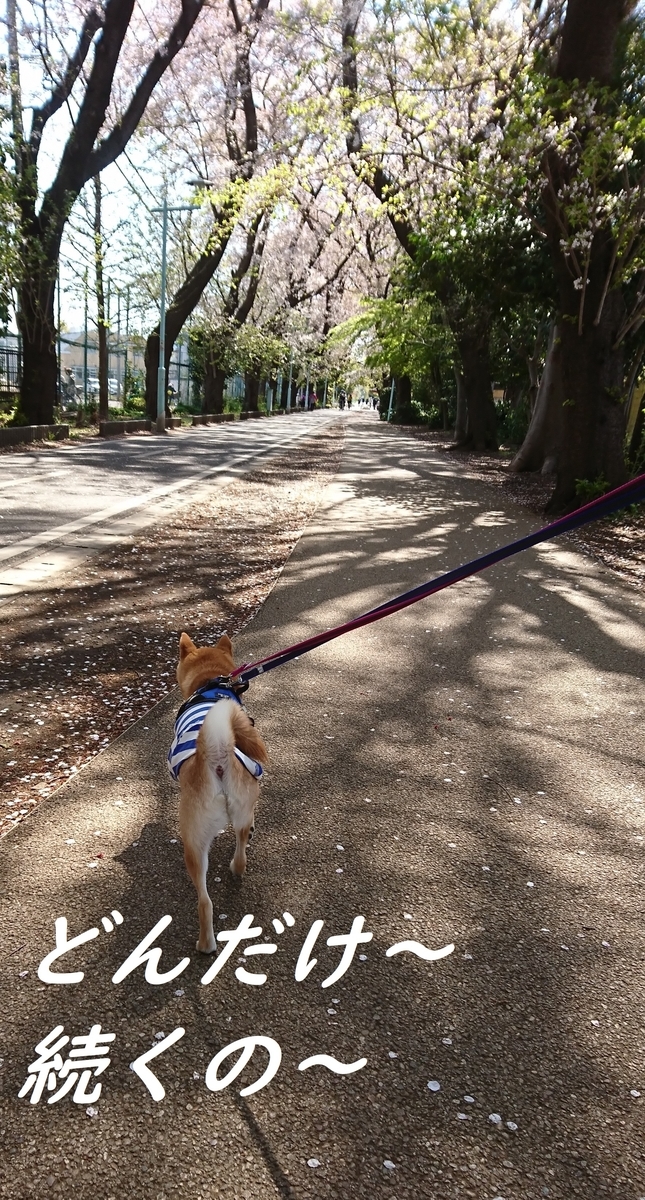 f:id:hanatara:20190413150557j:plain