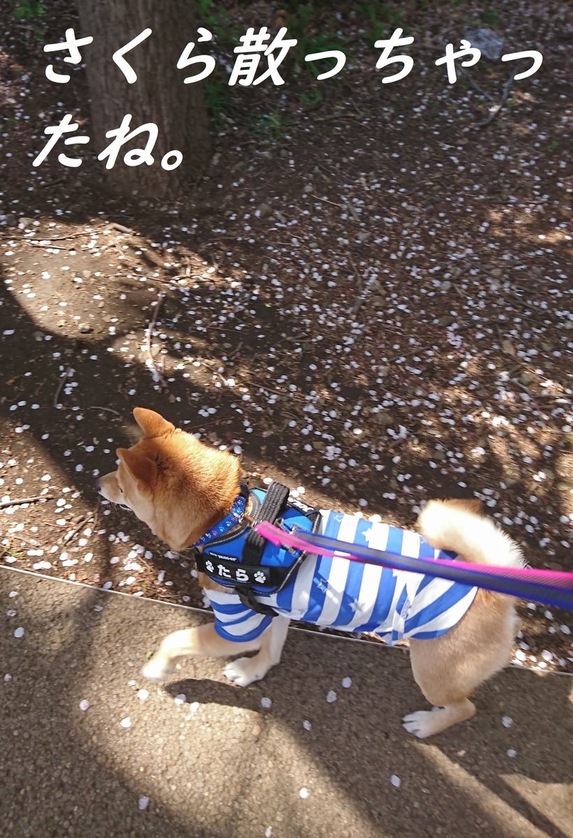 f:id:hanatara:20190413150908j:plain