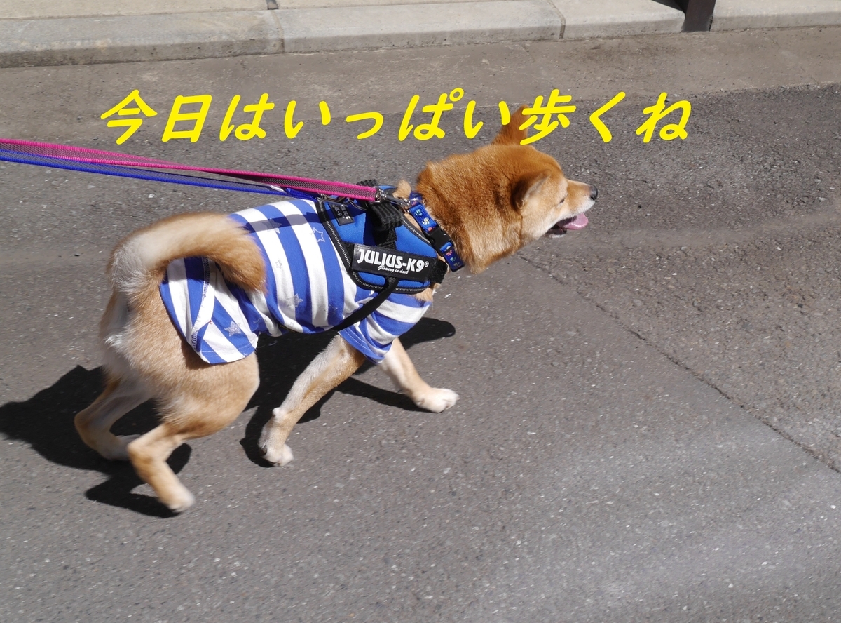 f:id:hanatara:20190414095335j:plain