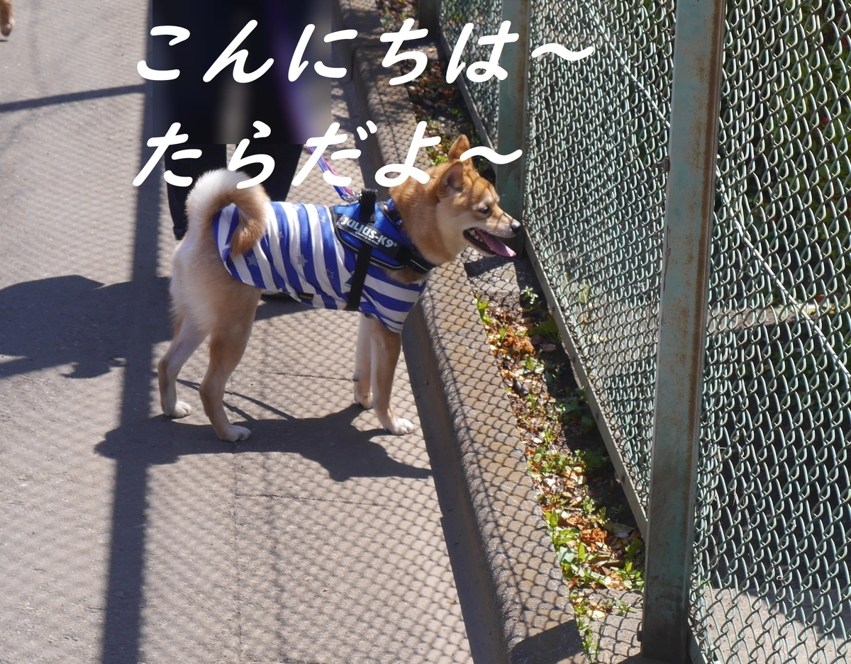 f:id:hanatara:20190414095638j:plain