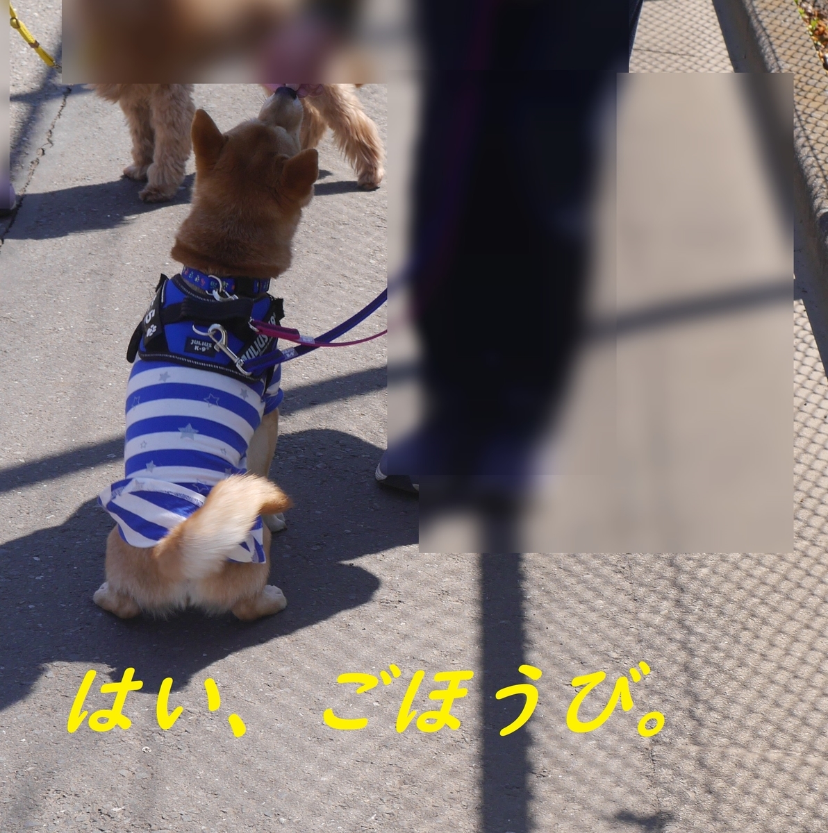 f:id:hanatara:20190414095843j:plain