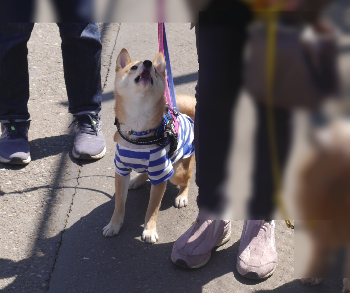 f:id:hanatara:20190414134929j:plain f:id:hanatara:20190414134929j:plain