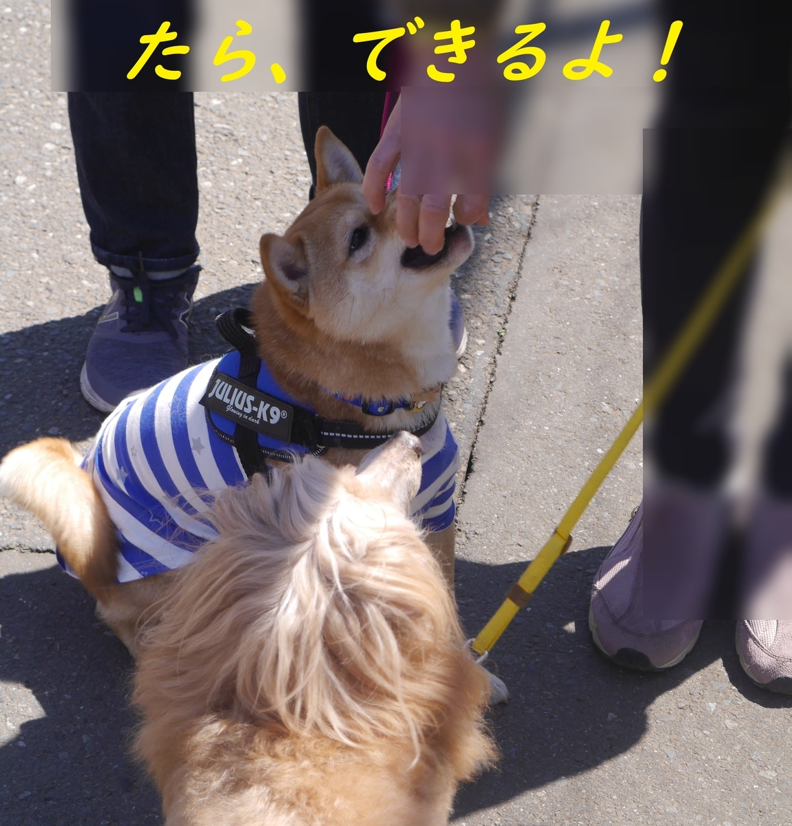f:id:hanatara:20190414135224j:plain f:id:hanatara:20190414135224j:plain