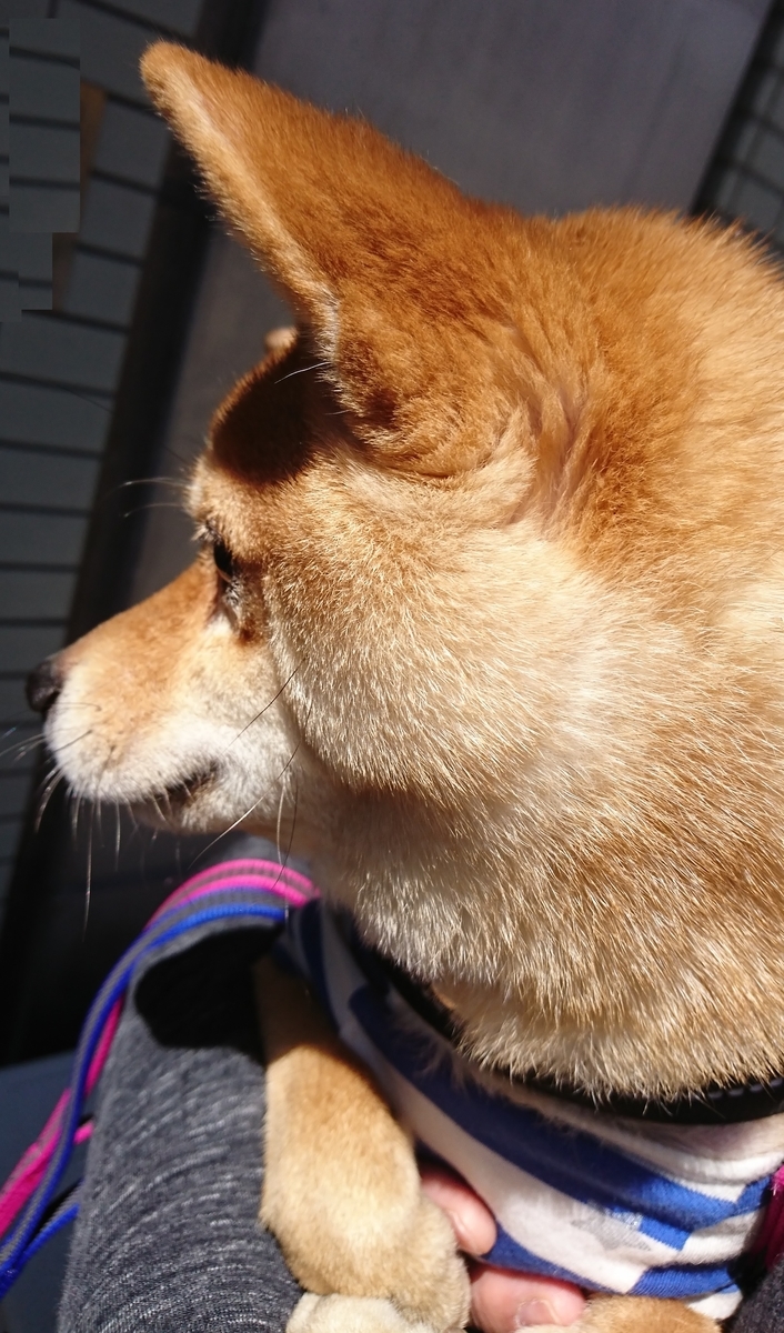 f:id:hanatara:20190414135420j:plain f:id:hanatara:20190414135420j:plain