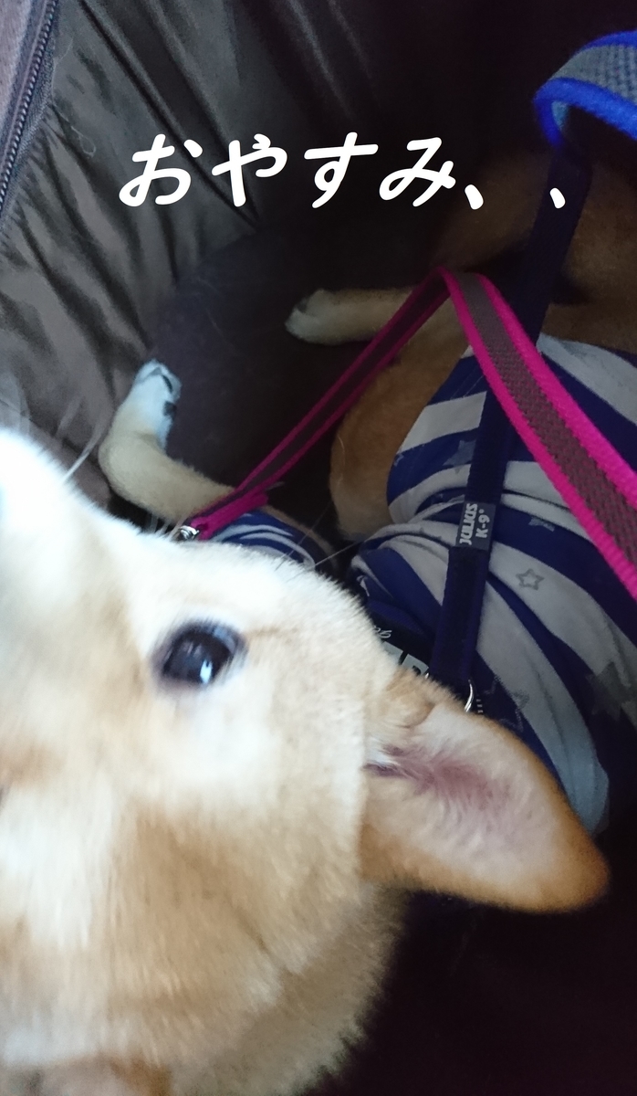 f:id:hanatara:20190414135549j:plain f:id:hanatara:20190414135549j:plain