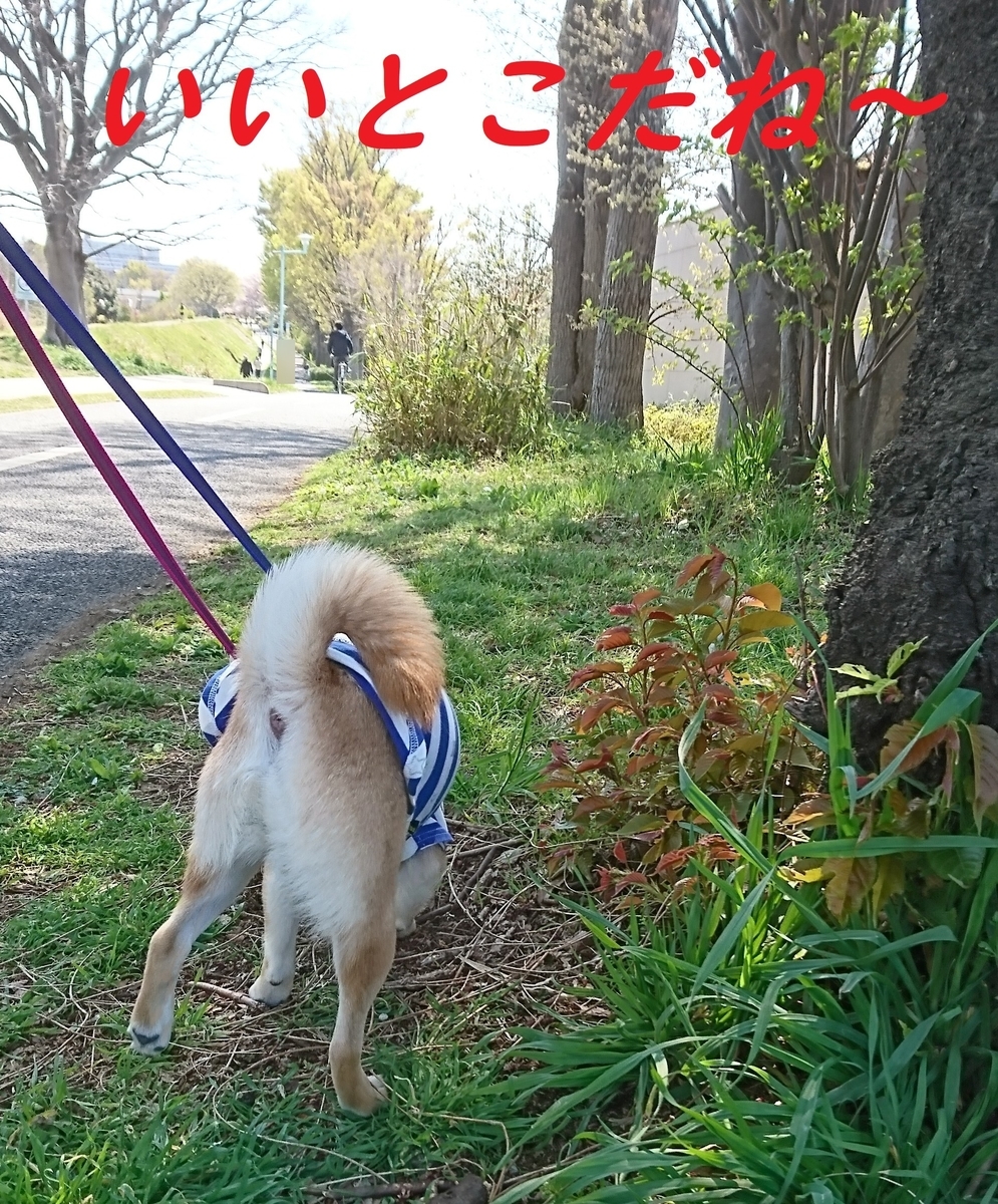 f:id:hanatara:20190414150548j:plain