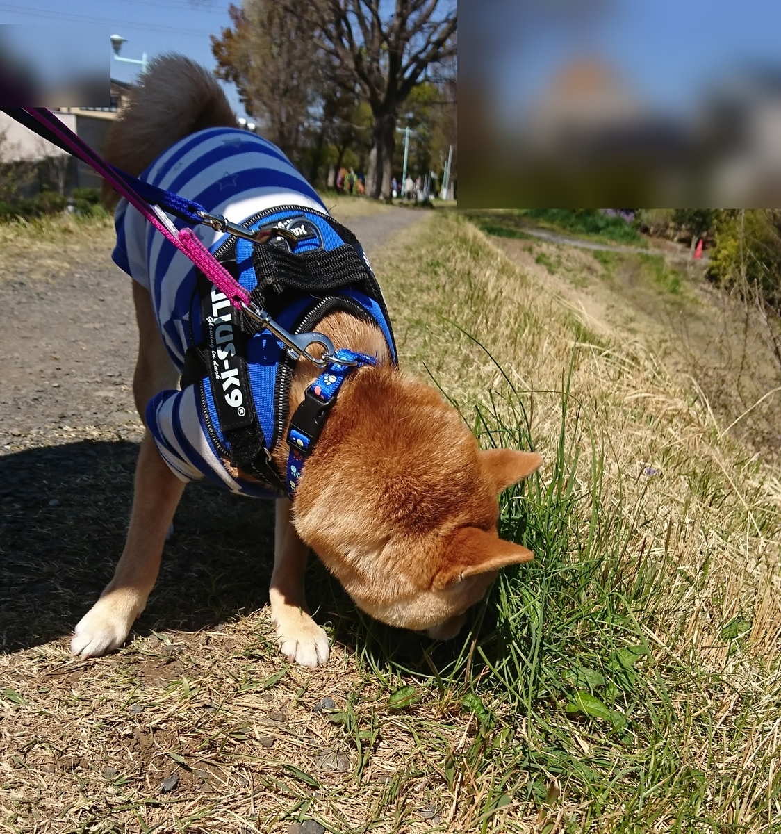 f:id:hanatara:20190414150805j:plain