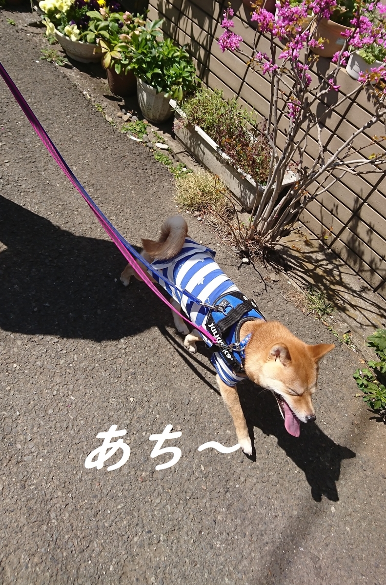 f:id:hanatara:20190414151033j:plain