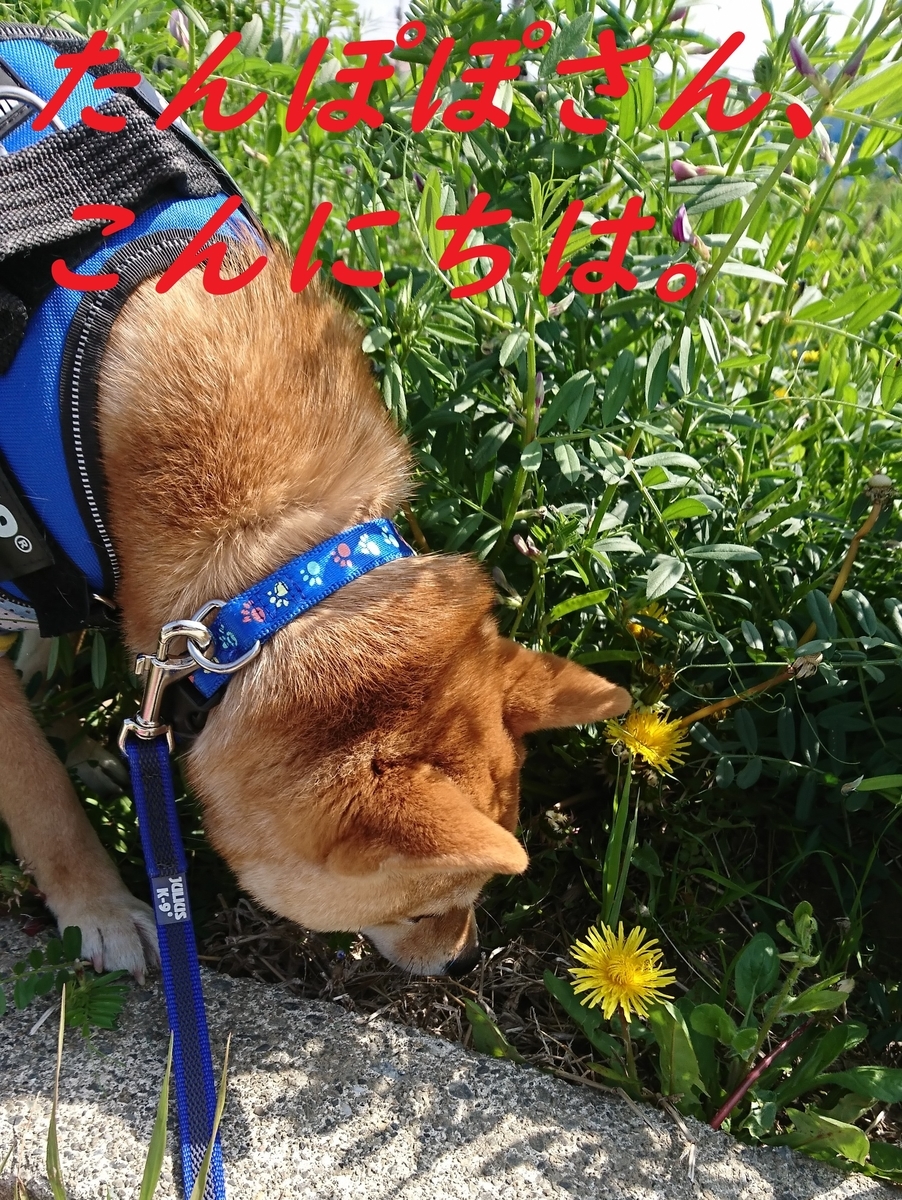 f:id:hanatara:20190421140026j:plain