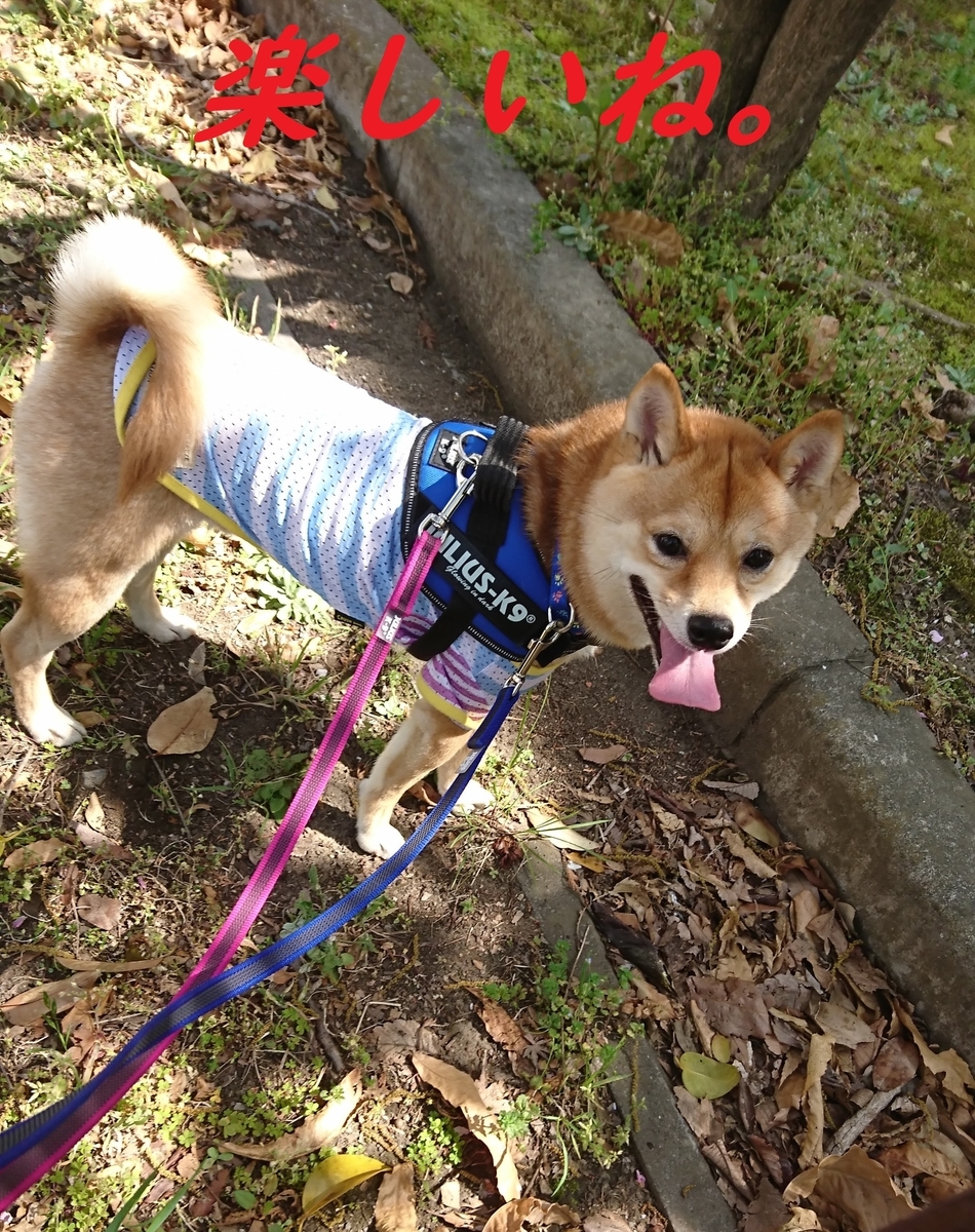f:id:hanatara:20190421140244j:plain