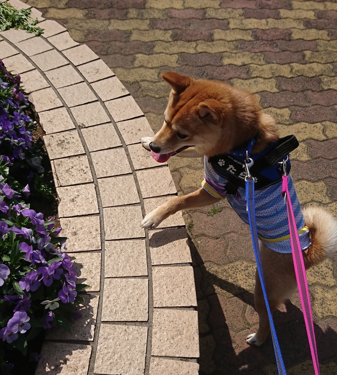 f:id:hanatara:20190421140454j:plain