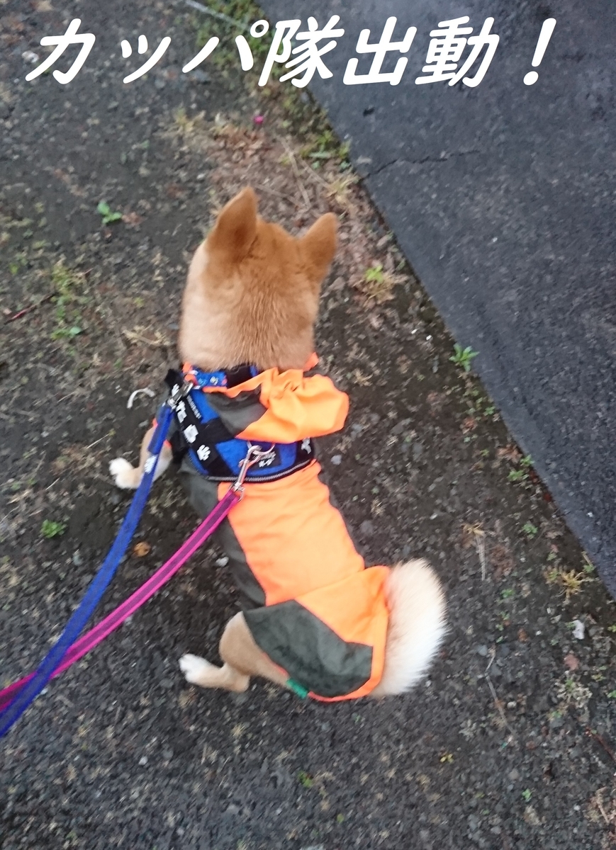 f:id:hanatara:20190428094506j:plain