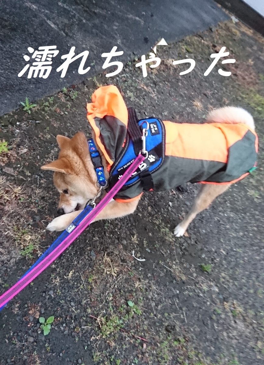 f:id:hanatara:20190428094614j:plain