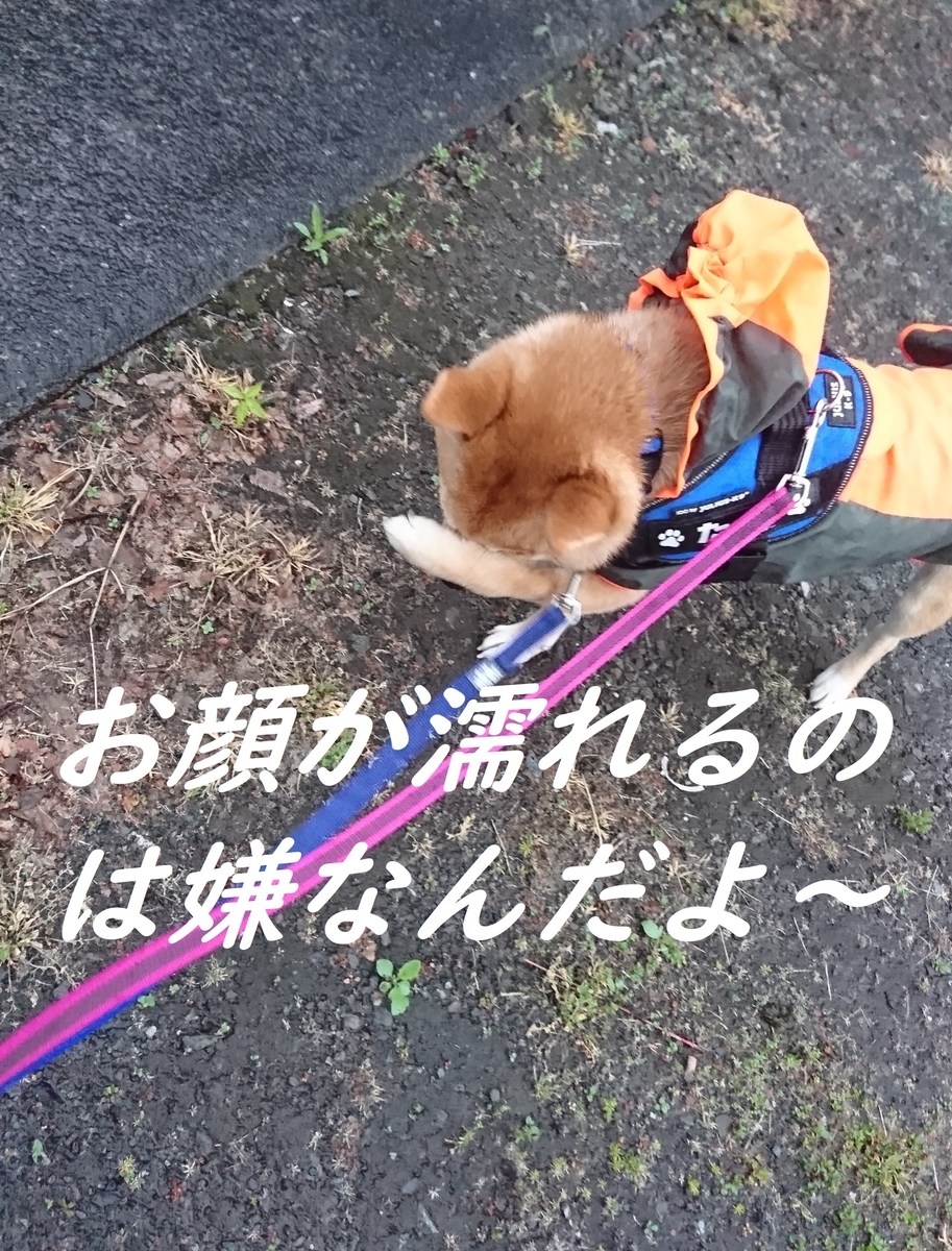 f:id:hanatara:20190428094729j:plain