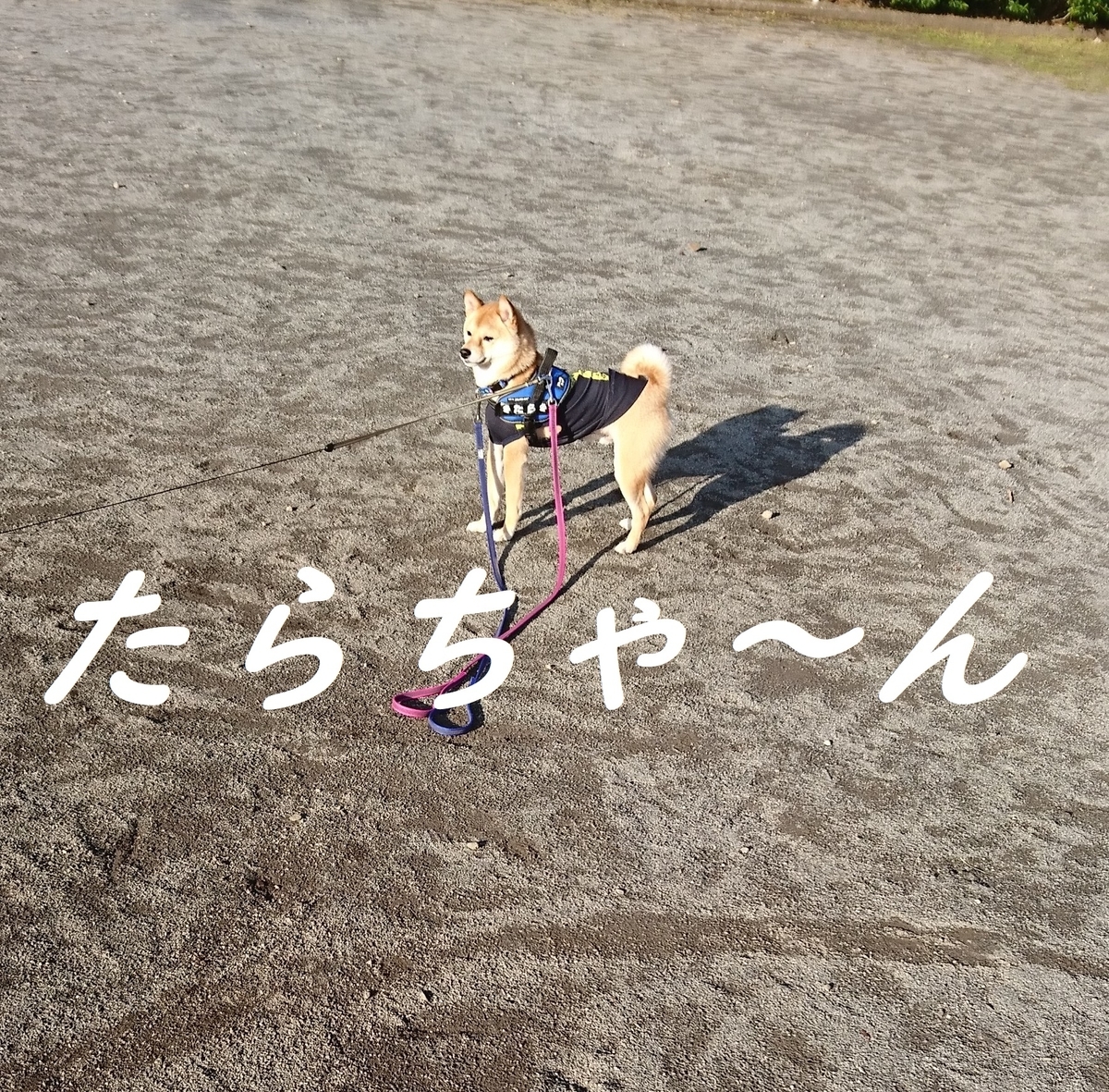 f:id:hanatara:20190428095247j:plain
