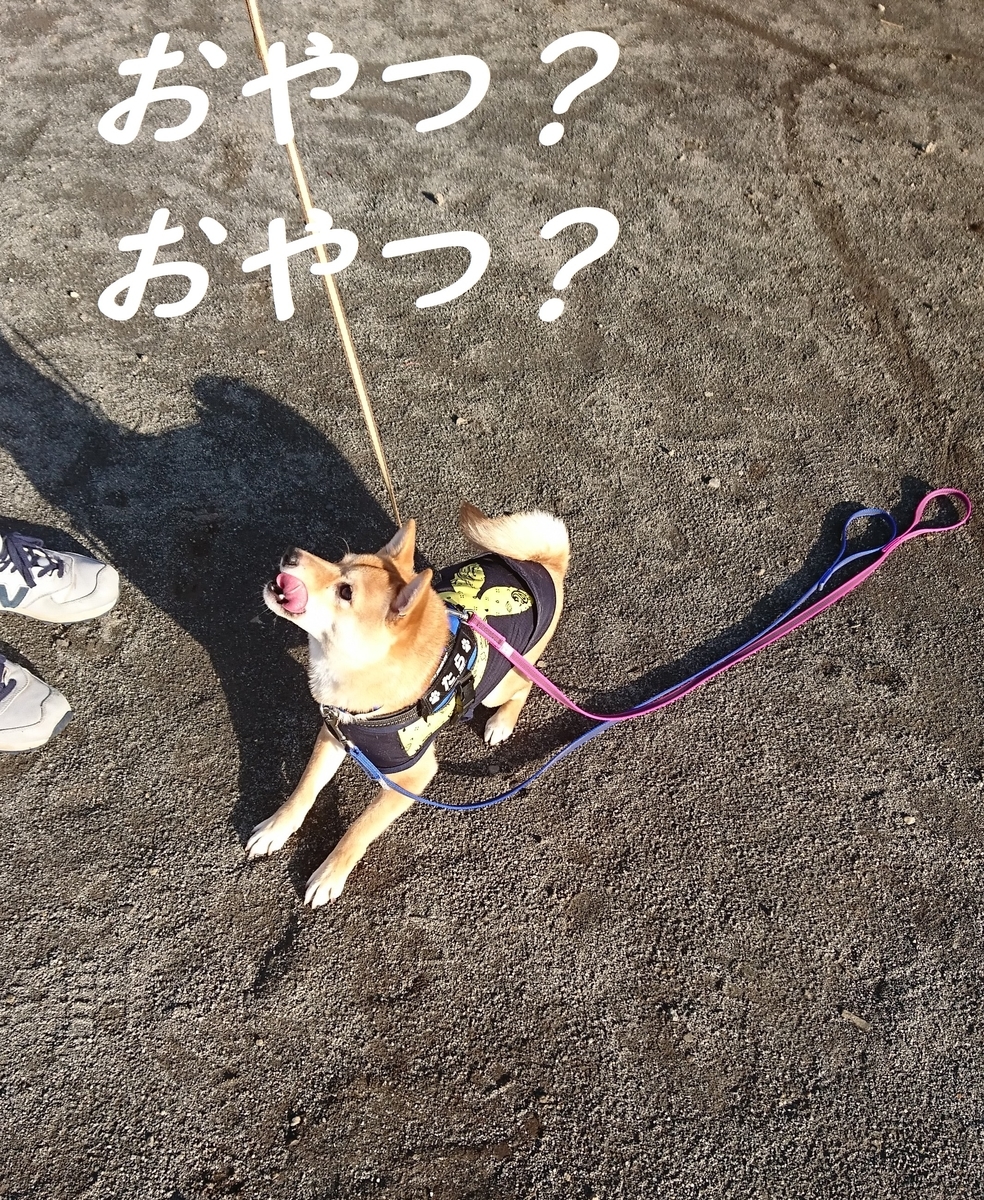f:id:hanatara:20190428095421j:plain