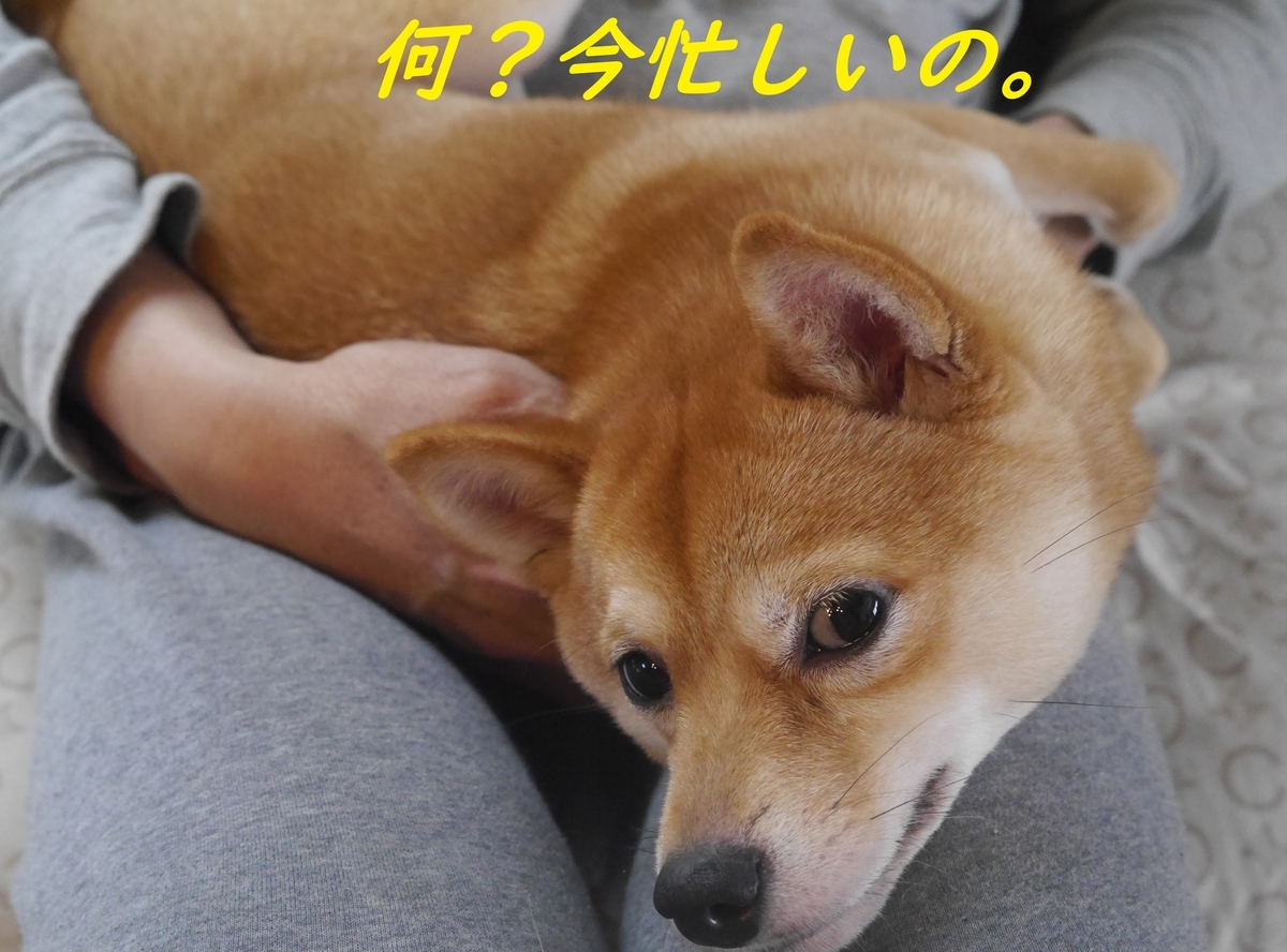 f:id:hanatara:20190429100752j:plain f:id:hanatara:20190429100752j:plain
