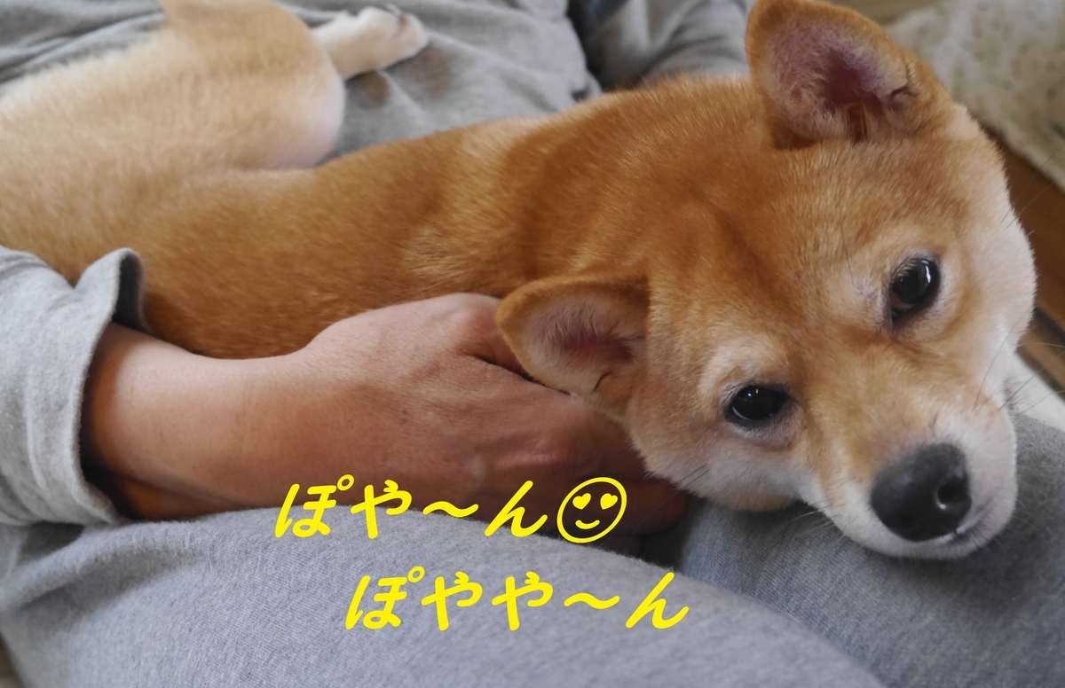 f:id:hanatara:20190429100922j:plain f:id:hanatara:20190429100922j:plain