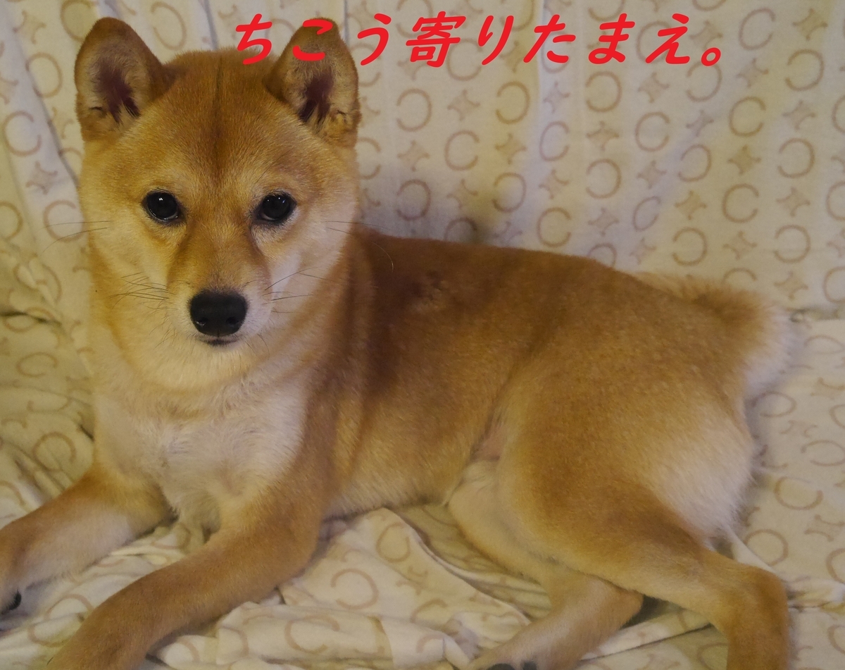 f:id:hanatara:20190429101047j:plain f:id:hanatara:20190429101047j:plain