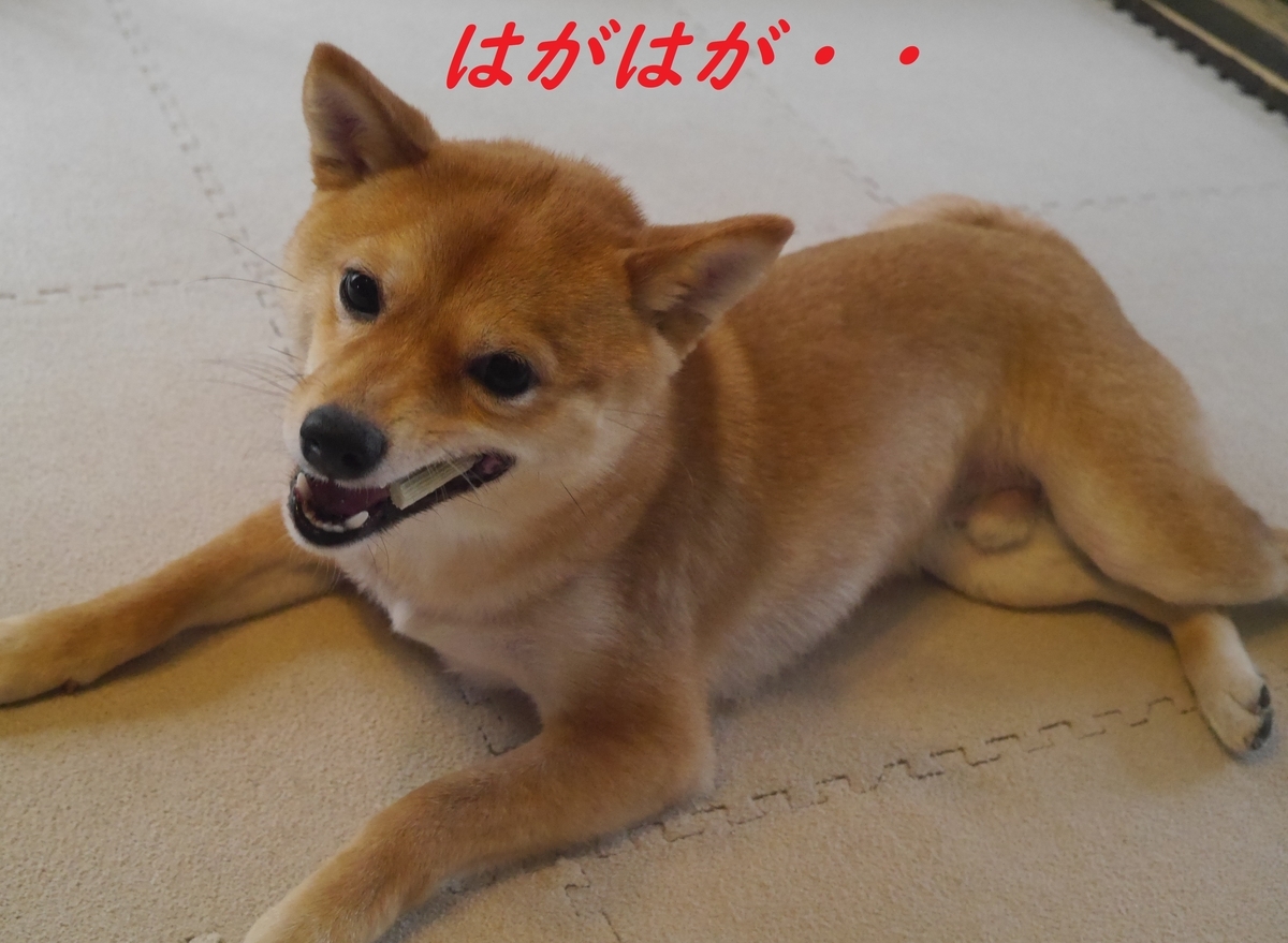 f:id:hanatara:20190429101147j:plain f:id:hanatara:20190429101147j:plain
