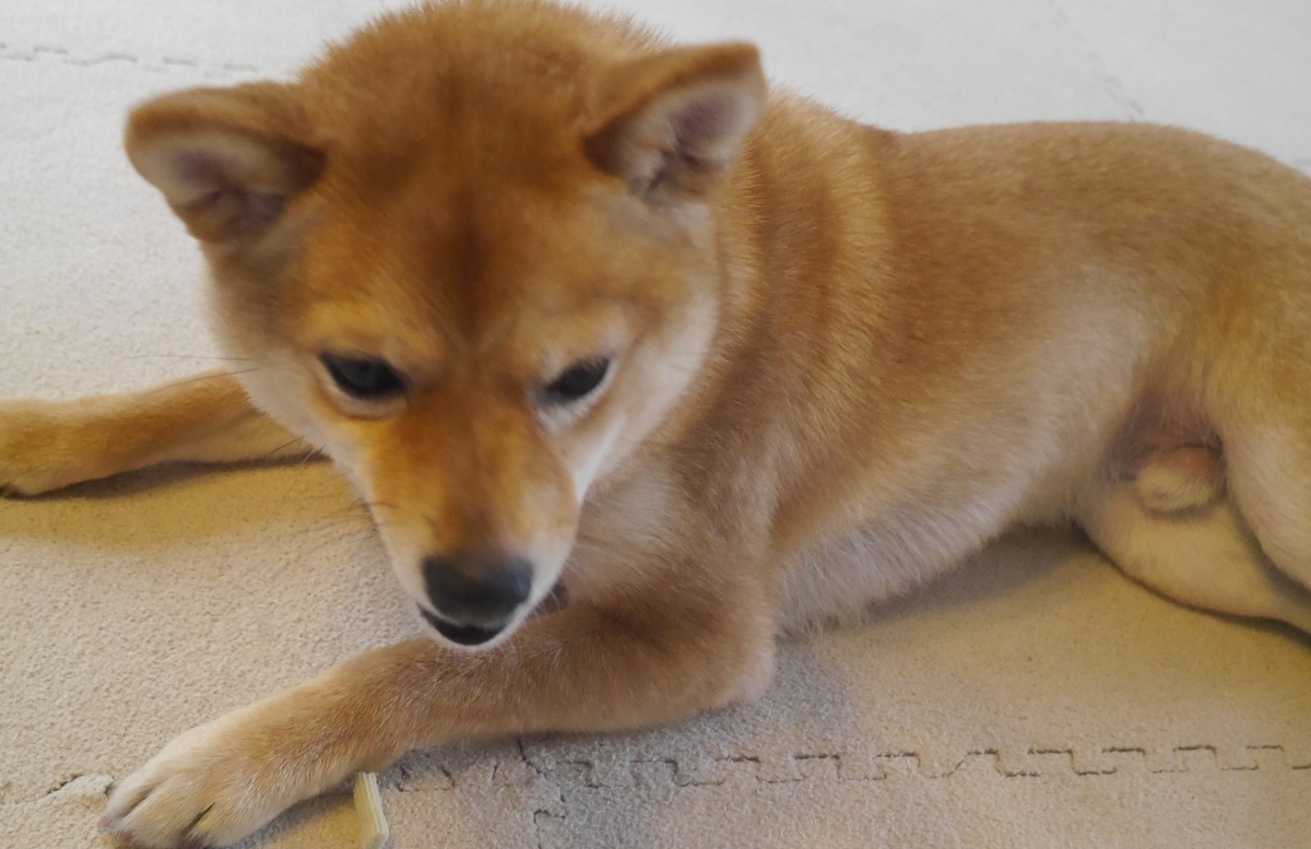 f:id:hanatara:20190429101340j:plain f:id:hanatara:20190429101340j:plain