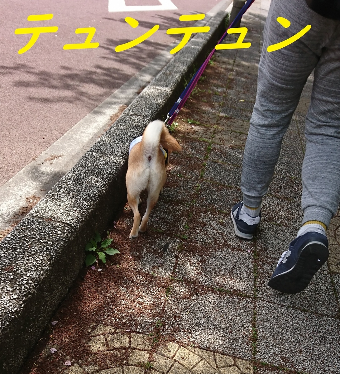 f:id:hanatara:20190503133133j:plain