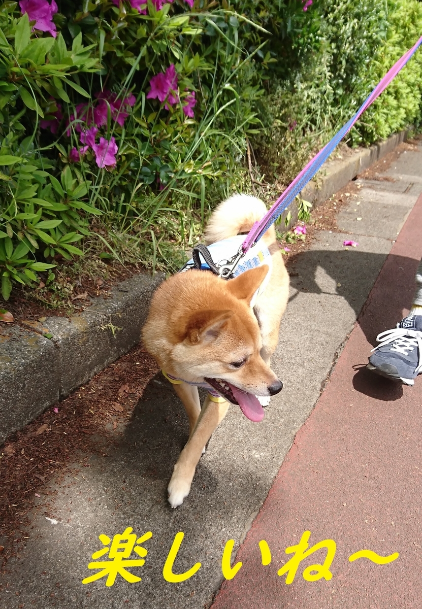 f:id:hanatara:20190503133244j:plain