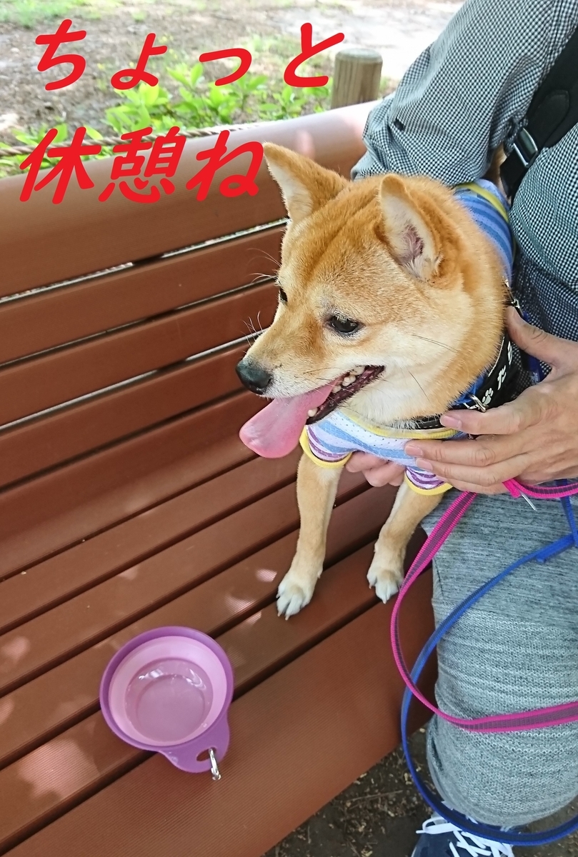 f:id:hanatara:20190503133404j:plain