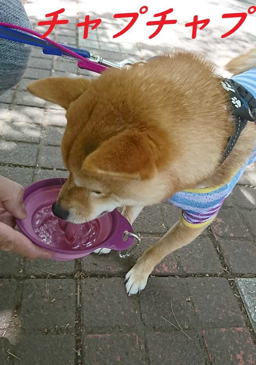 f:id:hanatara:20190503133502j:plain