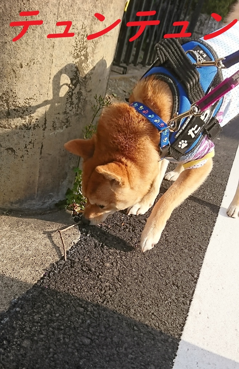 f:id:hanatara:20190505093046j:plain