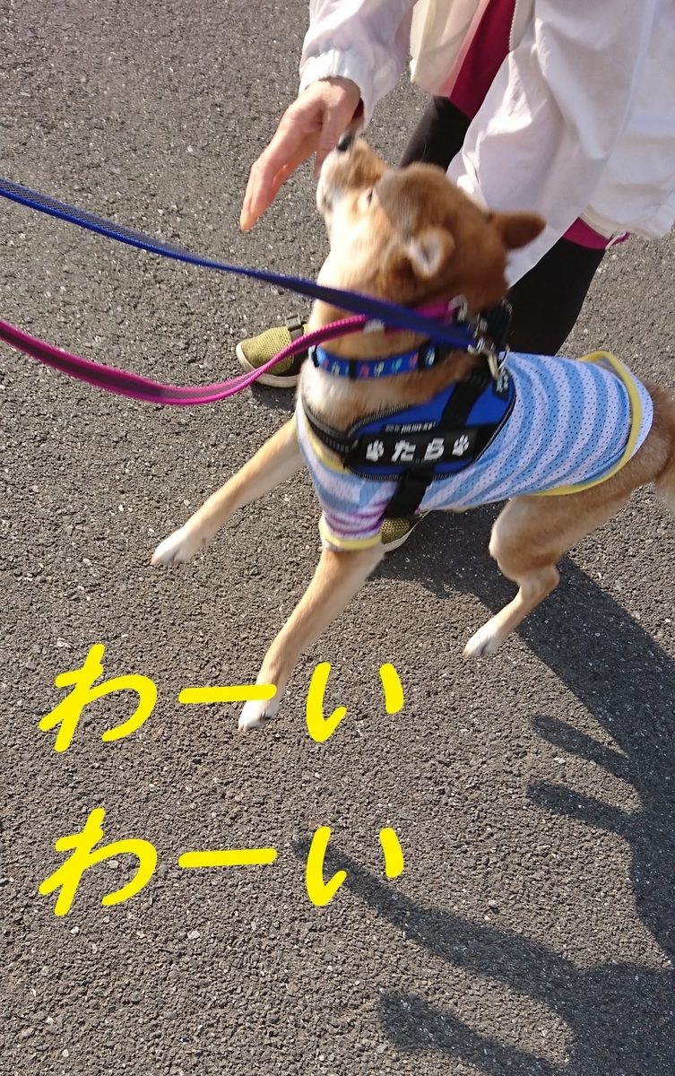 f:id:hanatara:20190505093143j:plain