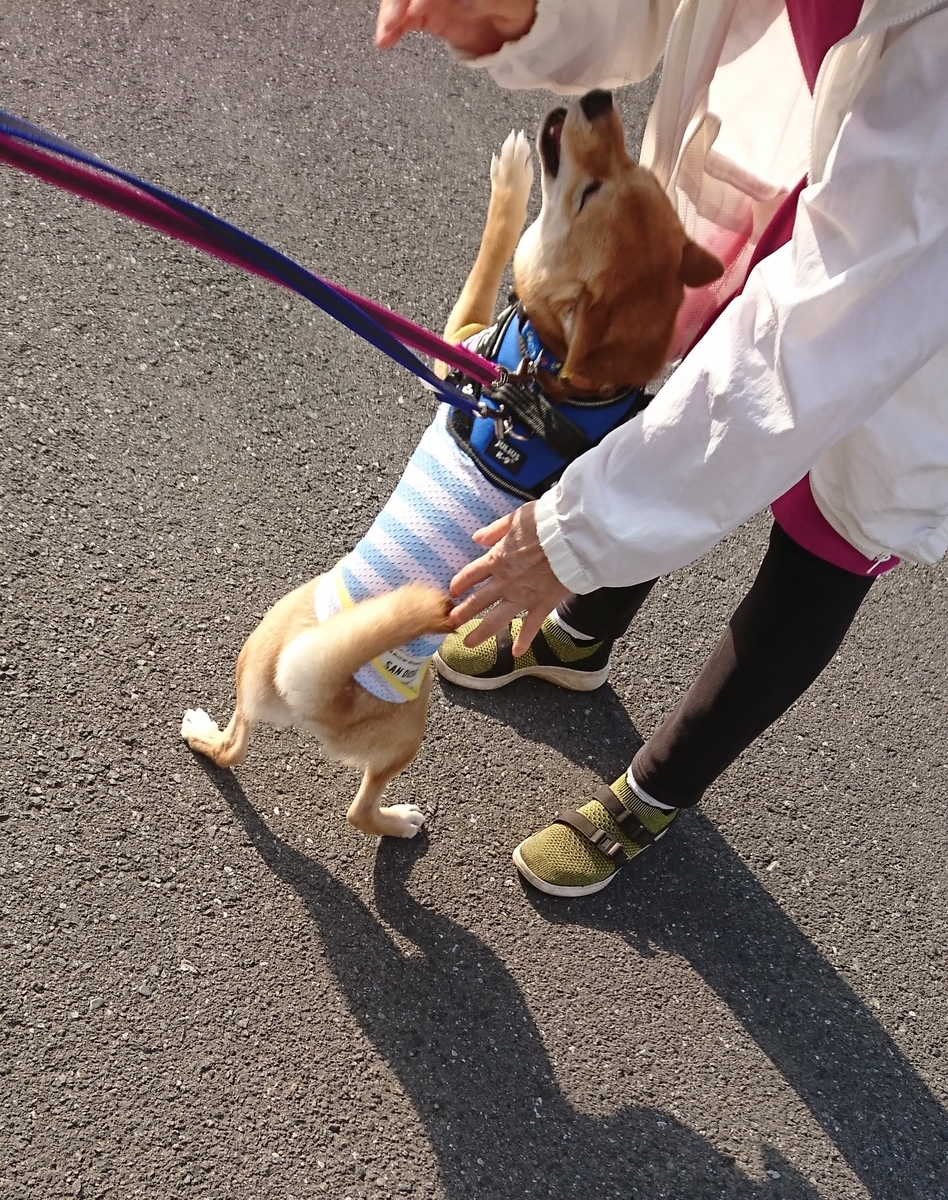 f:id:hanatara:20190505093228j:plain