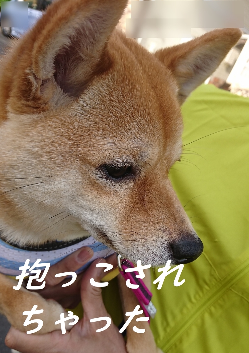 f:id:hanatara:20190505093643j:plain