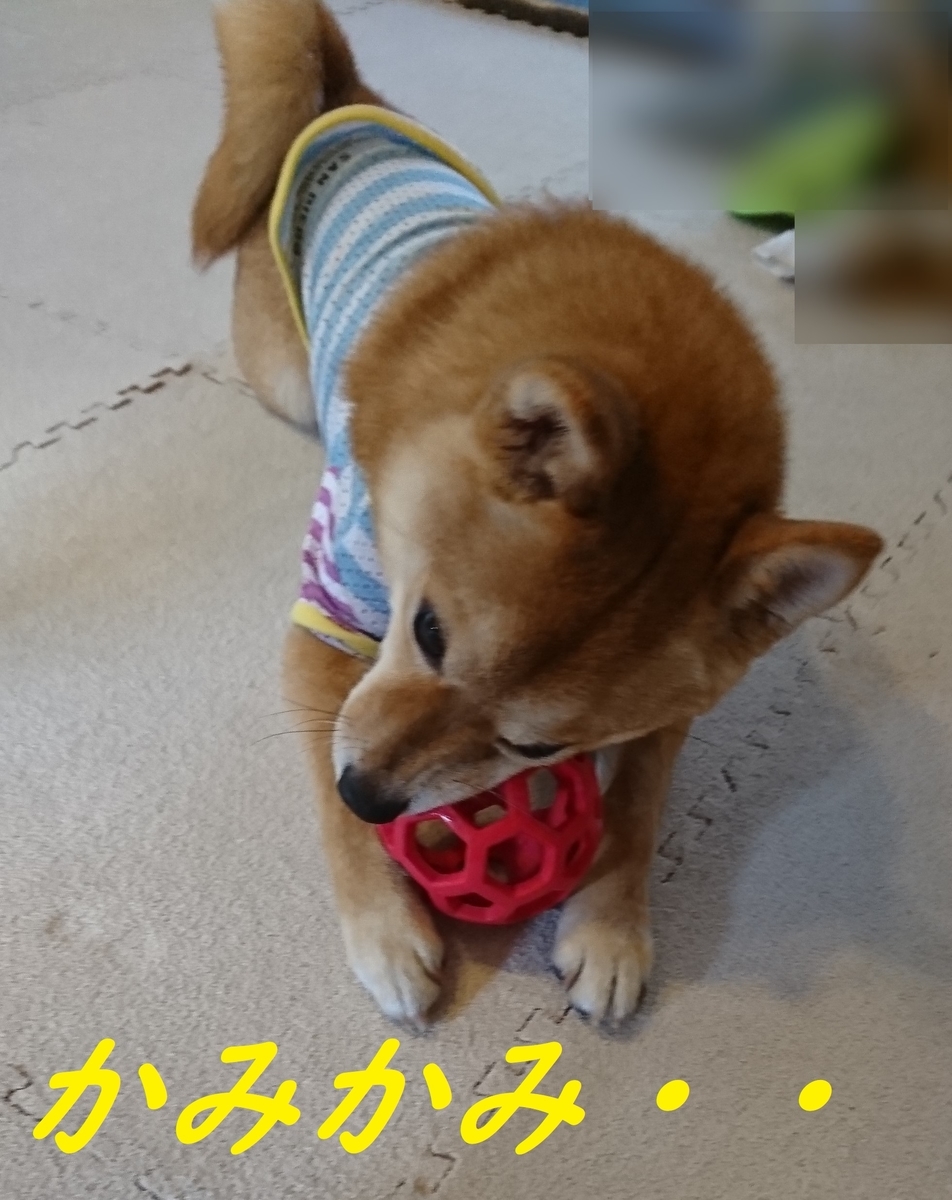 f:id:hanatara:20190505093918j:plain