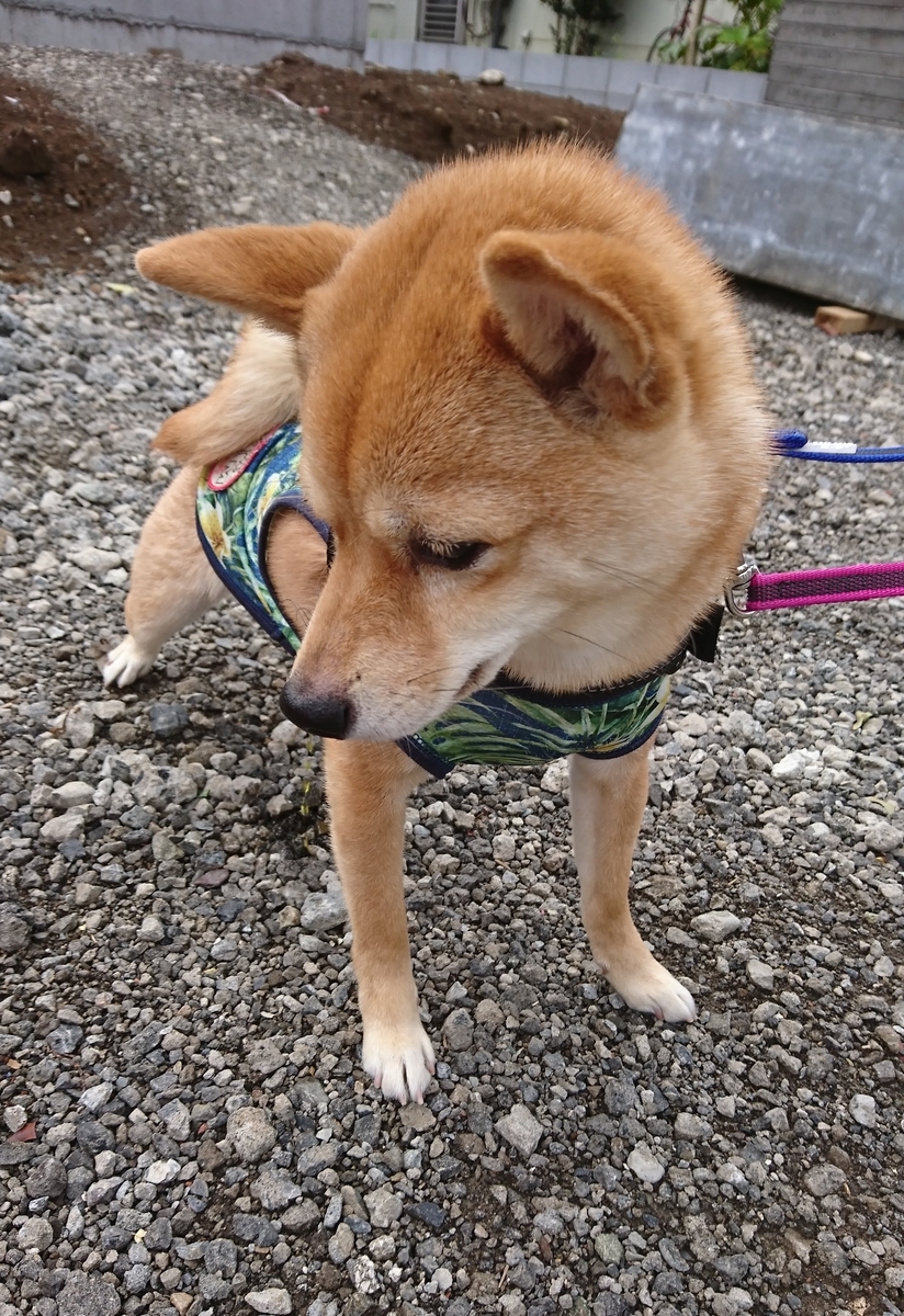 f:id:hanatara:20190506095950j:plain
