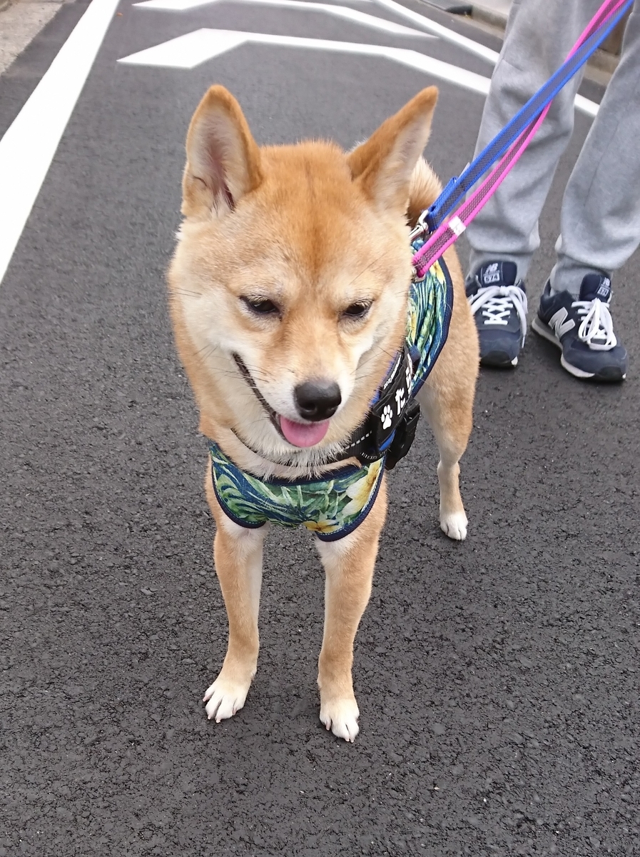 f:id:hanatara:20190506100025j:plain