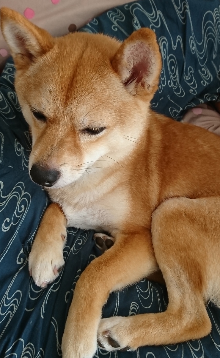 f:id:hanatara:20190506100113j:plain