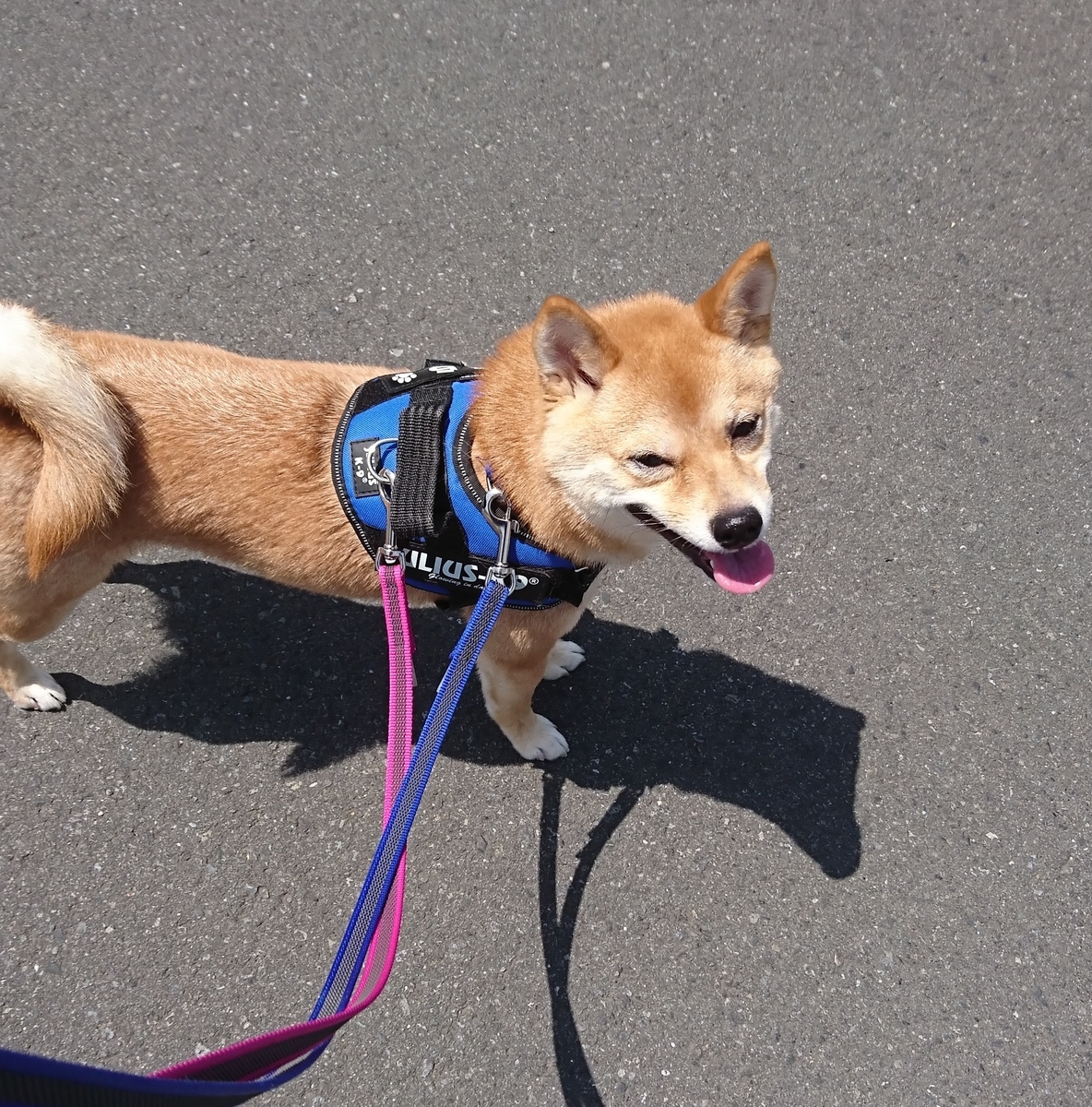 f:id:hanatara:20190506100142j:plain