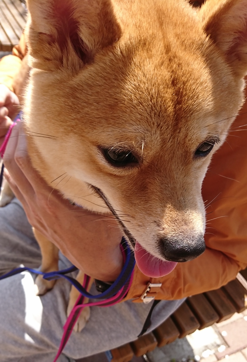f:id:hanatara:20190506100211j:plain
